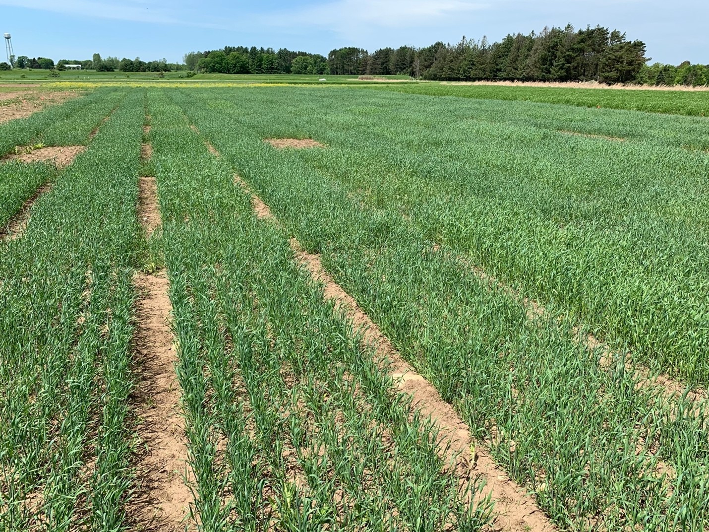 Cereal rye variety plots.